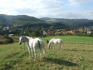 Großzügiges Bauernhaus mit Wiesen - Pferdehaltung möglich! - Bedesbach