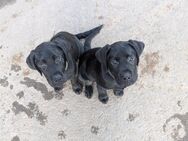 Reinrassige Labrador Welpen - Bilshausen