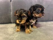 Yorkshire Terrier - Bleicherode