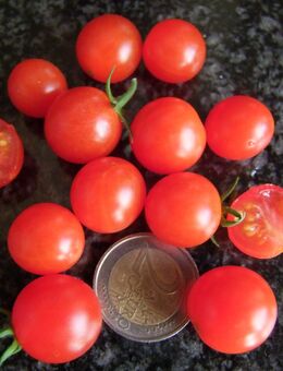 Bajaja - Zwergtomate - Stuttgart