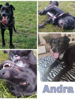 ANDRA * sucht enge Bezugsperson - Duisburg