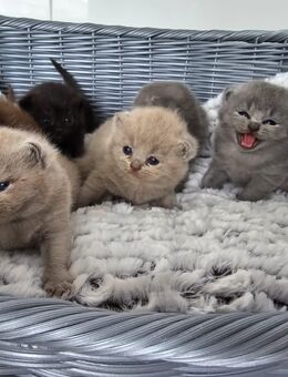 Bkh kitten - Dortmund