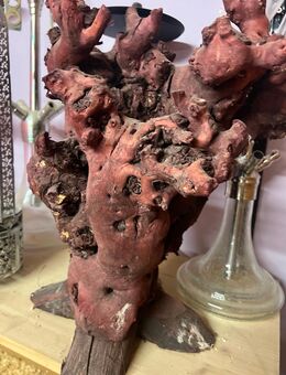 Terrarium Wurzel - Elsdorf Elsdorf