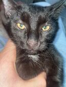 Kater 15 Wochen alt in 26123