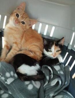 Beti + Lisa: Kleine Schwestern - Bad Camberg