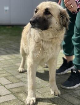 Kira - Freundliche Hündin sucht Zuhause - Berlin