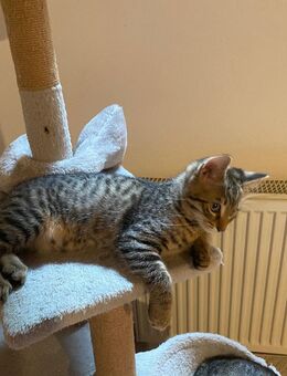 Süßer Kater sucht liebevolles Zuhause - Ostfildern