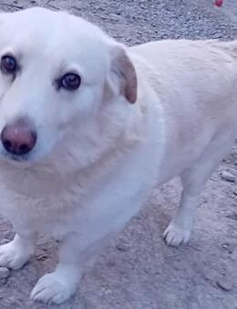 NERO - 40 cm, sozial und aufgeschlossen - Weilheim (Oberbayern)