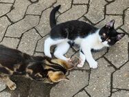 Babykatzen abzugeben - Gunzenhausen