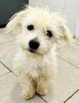 Kleine Änni sucht ihre Menschen - Koblenz