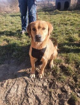 Linda sucht ein liebevolles Zuhause - Schwarmstedt