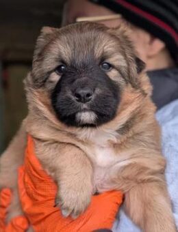 Zuckersüßer Duplo - Kallmünz