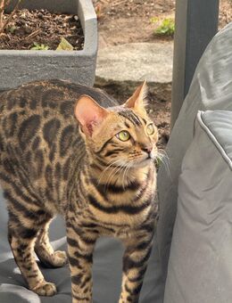 Sechs wunderschöne Bengal Blue BKH Kitten - Wuppertal