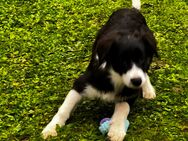 Border Collie Welpe in gute Hände abzugeben - Abtswind