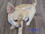 Chihuahua - Cappeln (Oldenburg)