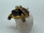 Griechische Landschildkröten Nachzuchten 2018-2025 aus Freilandhaltung - Leverkusen