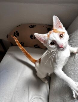 Kitten Kater - Burg (Sachsen-Anhalt)