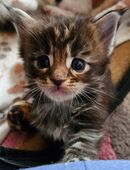 Wunderschöne Maine Coon Kitten mit Stammbaum in 71540