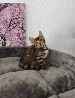 Reinrassige Bengal Kitten mit Stammbaum - Brigachtal