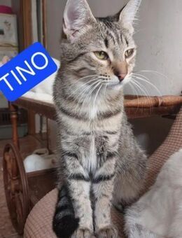 Tino Schmusetiger sucht Familie - Unterföhring