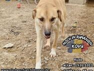 KOVU-ein sehr lieber Kerl für euer Leben - Waakirchen