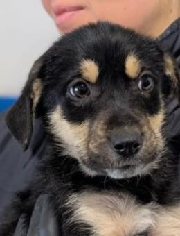 zauberhaftes, liebes Welpenmädchen July - Kallmünz