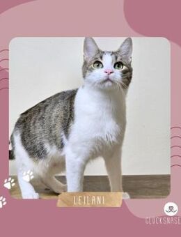 Kätzchen Leilani möchte gern reisen - Lalendorf