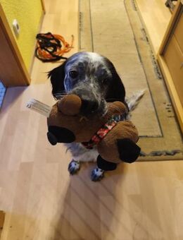 🧡Lola - in Deutschland zur Pflege - Würzburg