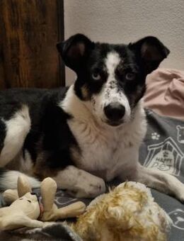 Mila sucht ihre Menschen 💕 - Kallmünz