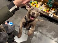 Silberner Labrador - Dortmund