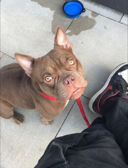 Bully Hündin 2 Jahre jung - Hamburg Harburg