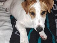 Jack Russel sucht ein neues Zuhause - Chemnitz