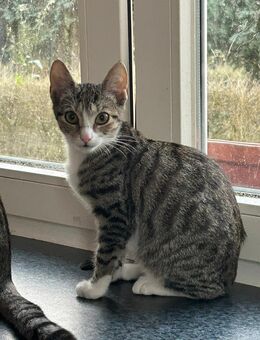 Kitten suchen 5 Sterne zu Hause! - Melbeck