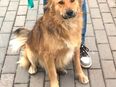 Traumhund sucht liebevolles Zuhause in 59457