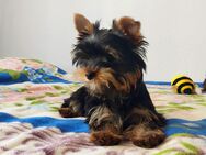 Welpen Yorkshire terrier. - Genthin