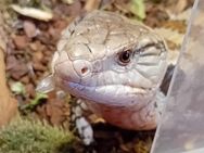Blauzungenskink mit Terrarium - Blankenburg (Harz)