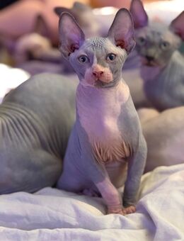 Traumhafte Sphynx Kitte abzugeben liebevolles Zuhause gesucht! - Möckern Pabsdorf