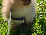 Zwergspitz Pomeranien Welpen - Hügelsheim