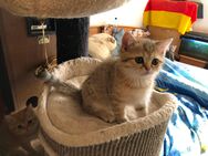 BKH/Persian Mix Kitten - Michelstadt