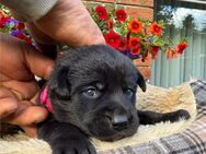 Labrador Schäferhund Mix Welpen - Hopsten