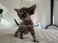 Devon Rex Of true Diamond - Wohlen AG