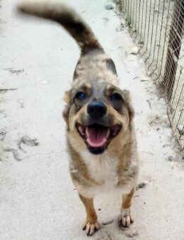 Susi - liebevolle Schmuserin - Koblenz