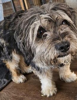 AX - blind, tapfer, 8 Jahre, 38 cm - Weilheim (Oberbayern)