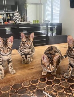 Bengal Katzen. 6 Monate - Waghäusel