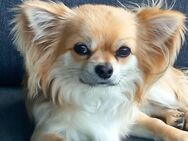 Typvoller Chihuahua Deckrüde in Beige, Langhaar. - Lahr (Schwarzwald) Zentrum