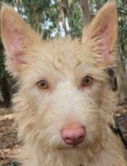 PEANUT sucht seine Herzensmenschen - Sulzfeld (Baden-Württemberg)