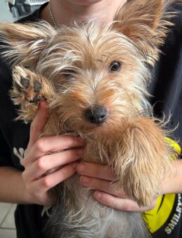 Yorkshire Terrier Welpen Mix - Südbrookmerland