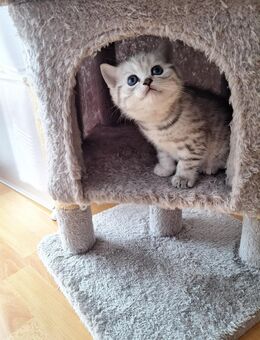 Reinrassige BKH kitten - Pleinfeld