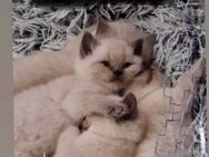 5 British Kurzhaar lila Point Kitten - Brandenburg (Havel)