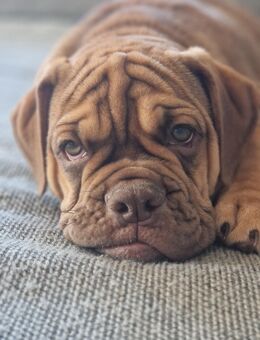 New English Bulldogge Rüde - Saldenburg